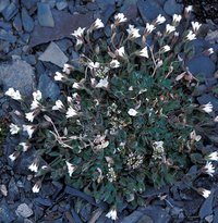 Mouse-Ear Chickweed