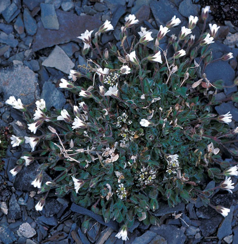 Mouse-Ear Chickweed