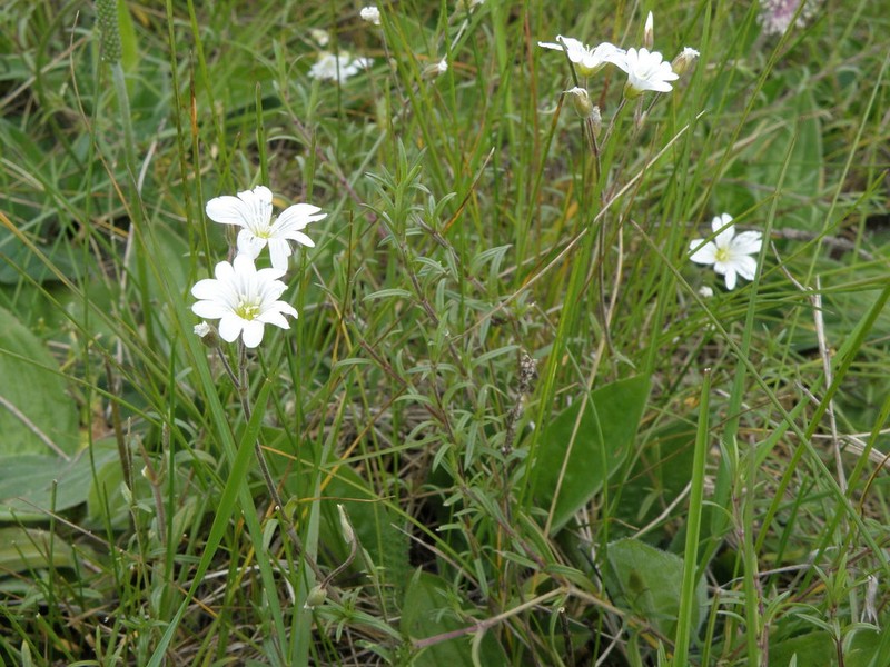 Field Chickweed