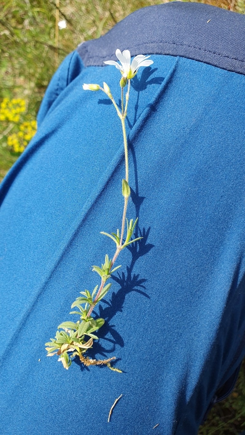 Field Chickweed photo 2