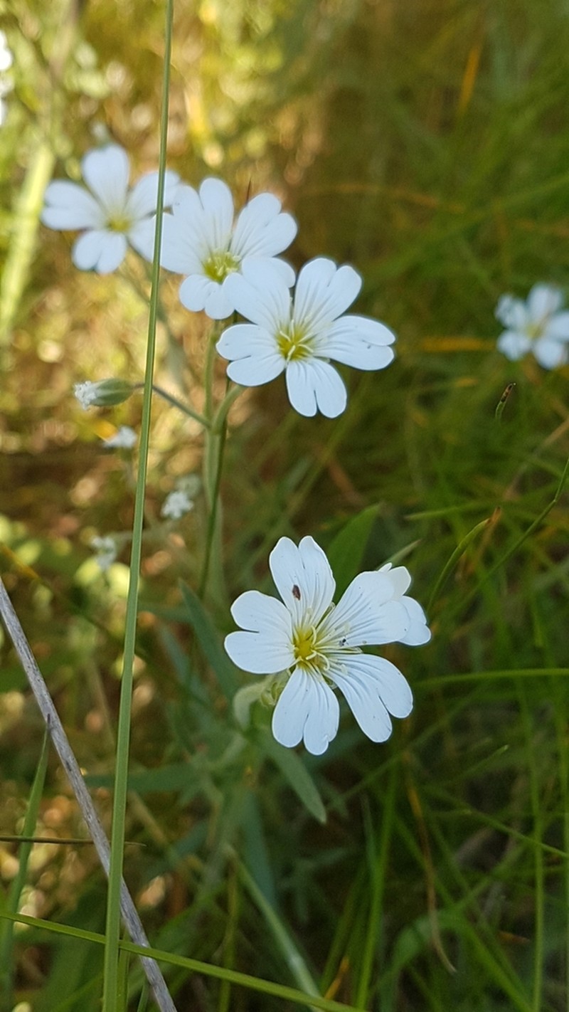 Field Chickweed photo 3