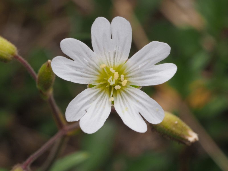 Field Chickweed photo 4