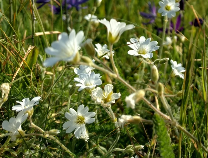 Field Chickweed photo 5