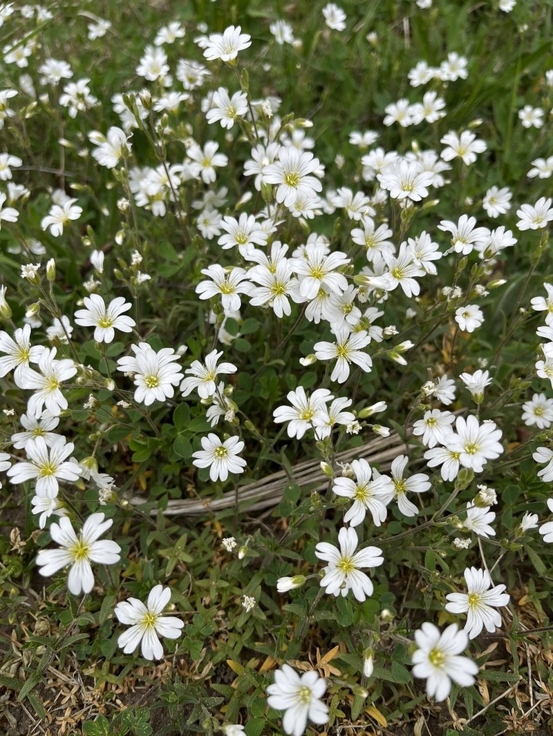Field Chickweed photo 6