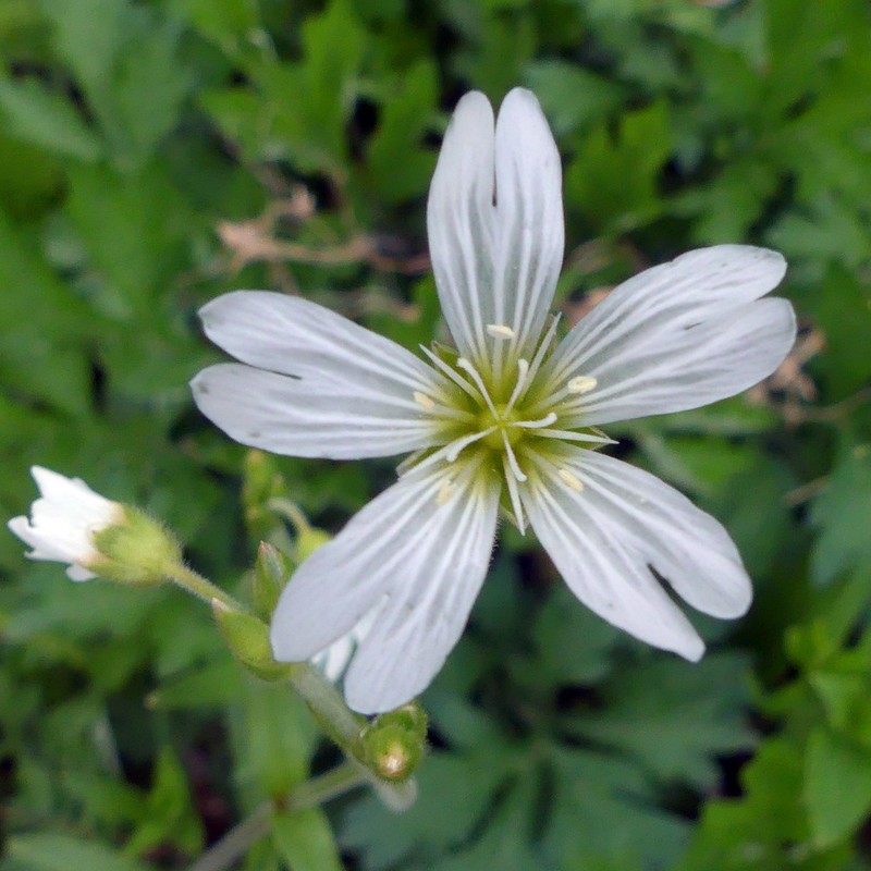Field Chickweed photo 7