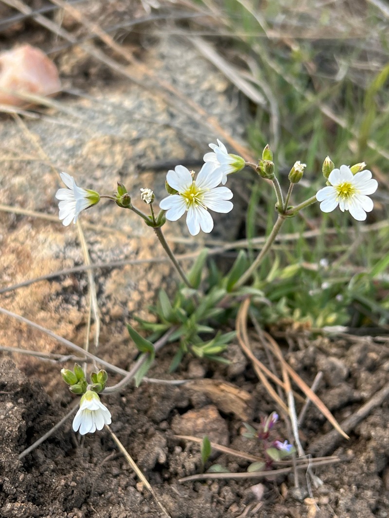 Field Chickweed photo 8