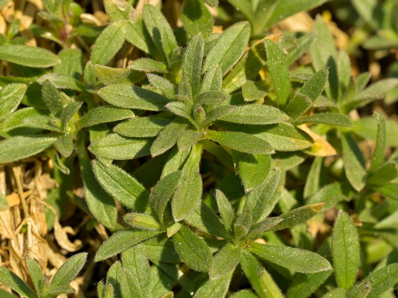 Cerastium arvense subsp. arvense
