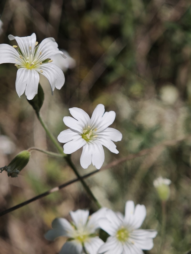 Cerastium arvense subsp. arvense photo 2