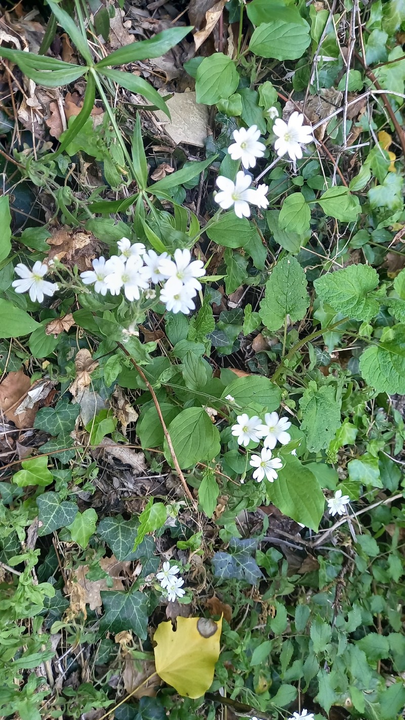 Cerastium arvense subsp. arvense photo 3