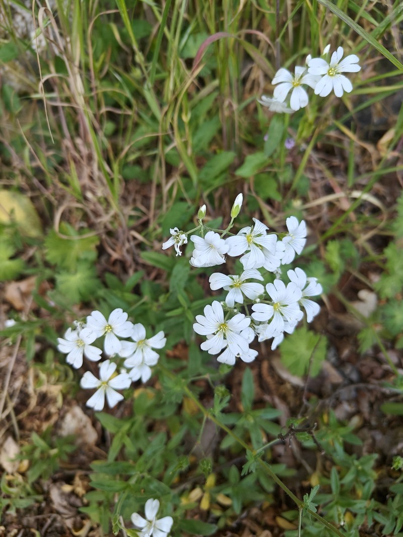 Cerastium arvense subsp. arvense photo 4
