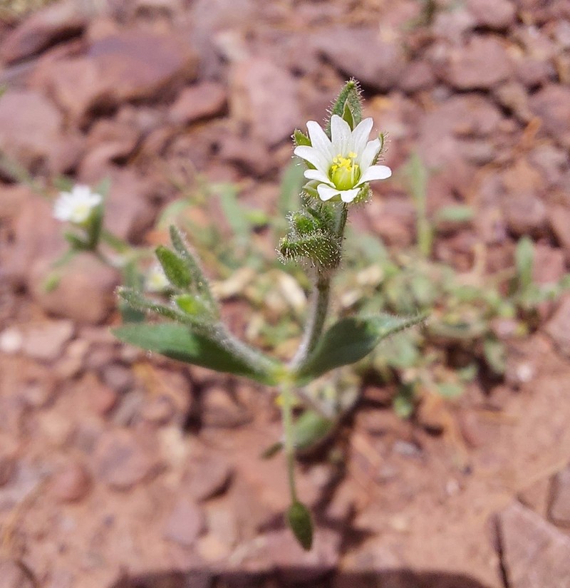 Trans-Pecos Chickweed photo 2