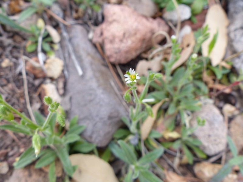 Trans-Pecos Chickweed photo 3