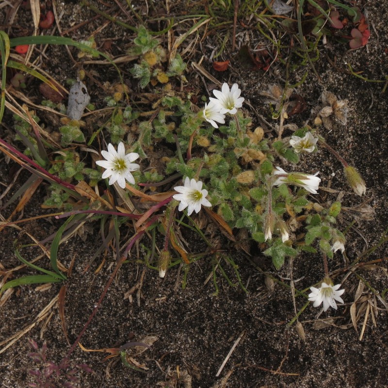 Bering Chickweed