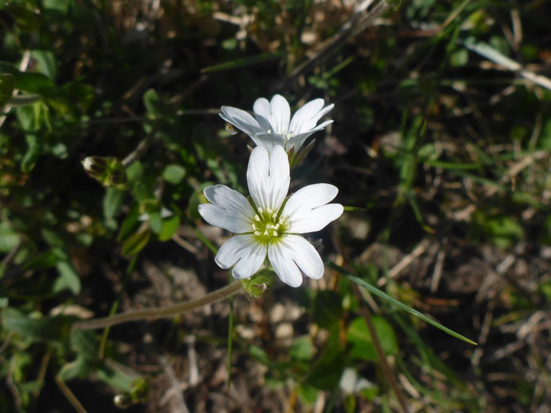 Bering Chickweed photo 2