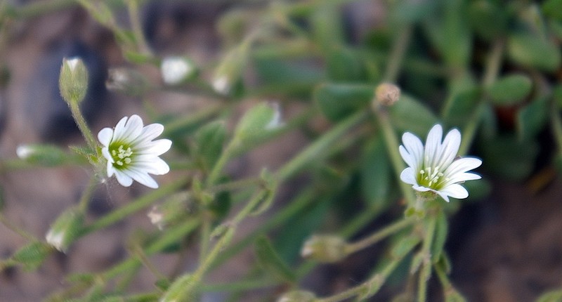 Bering Chickweed photo 3