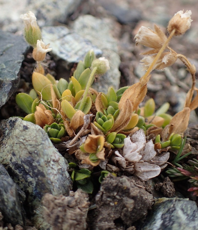 Bering Chickweed photo 4