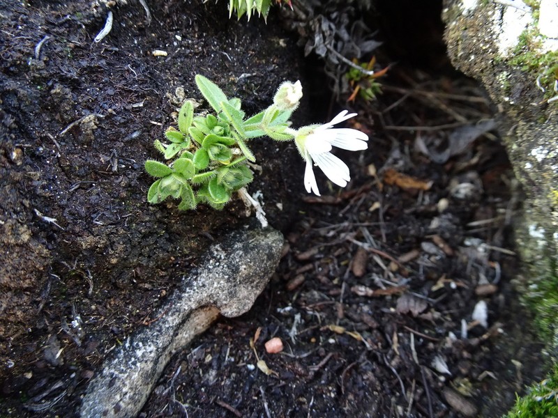 Bering Chickweed photo 5