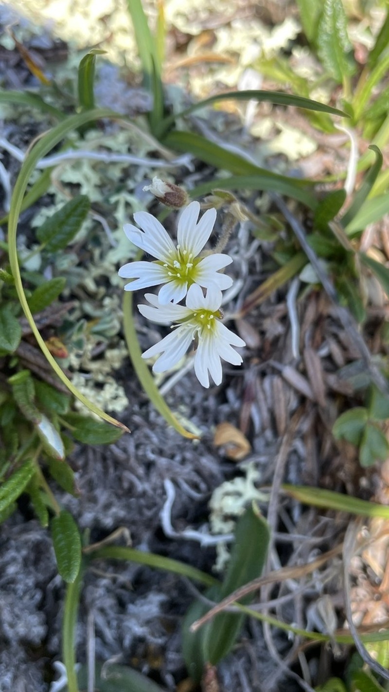 Bering Chickweed photo 6