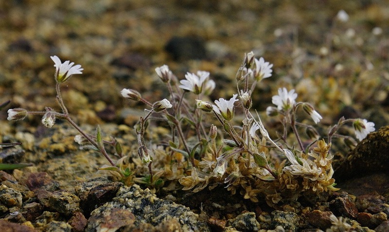 Bering Chickweed photo 7