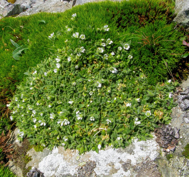 Bering Chickweed photo 8