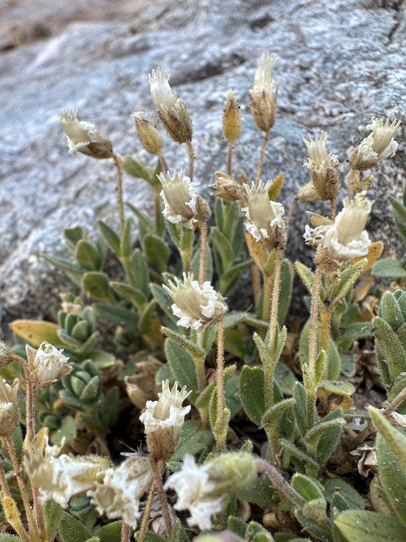 Cerastium beeringianum subsp. beeringianum