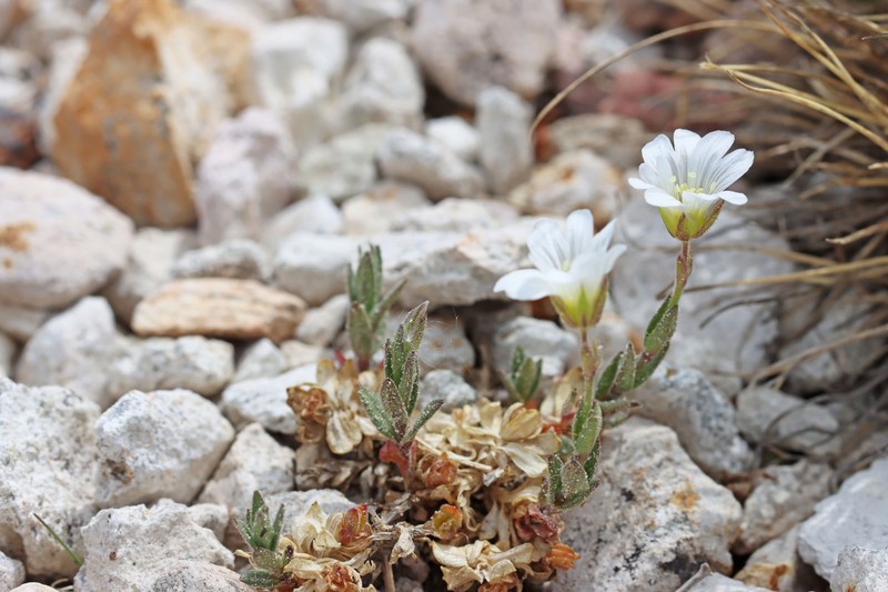 Cerastium beeringianum subsp. beeringianum photo 2