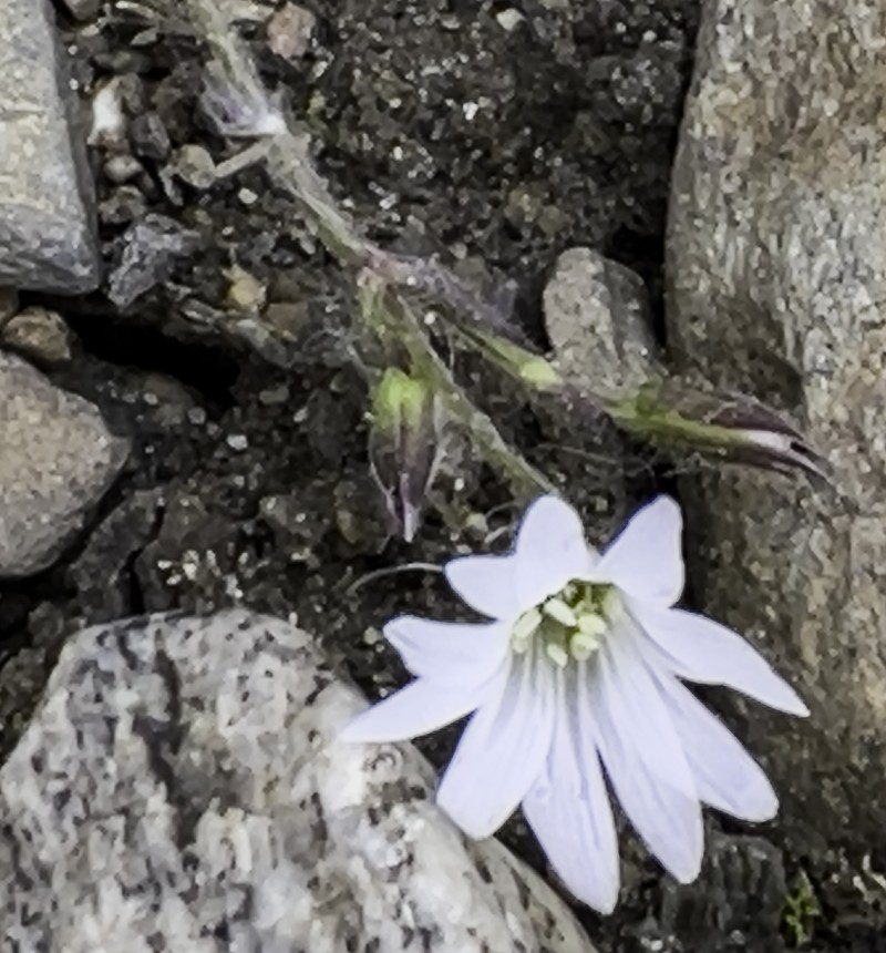 Cerastium beeringianum subsp. beeringianum photo 3