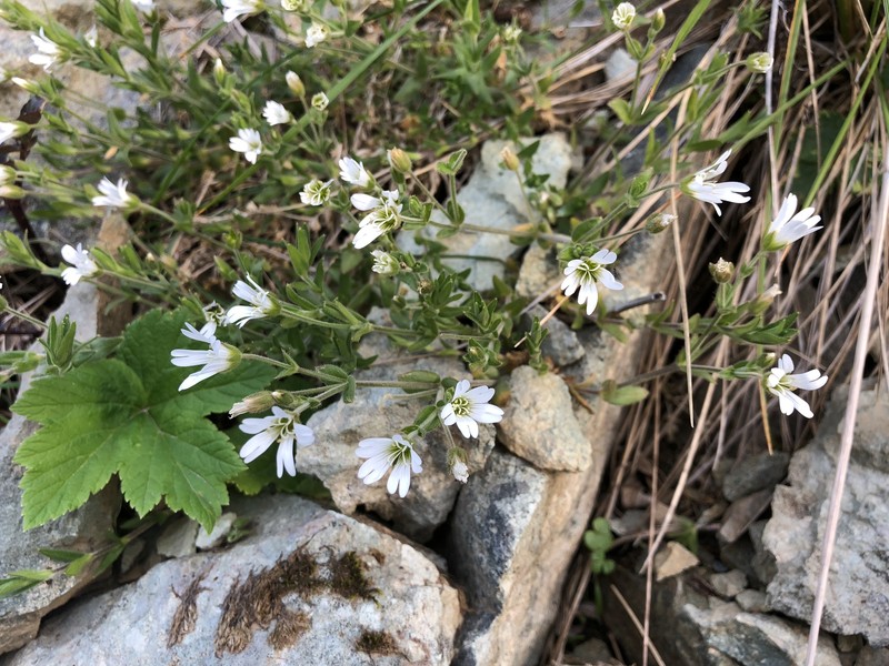 Cerastium beeringianum subsp. beeringianum photo 4