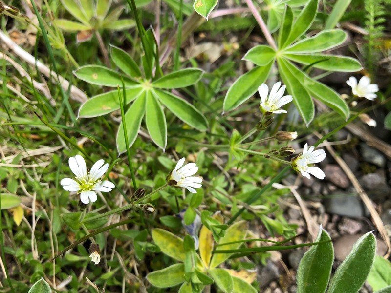 Cerastium beeringianum subsp. beeringianum photo 5