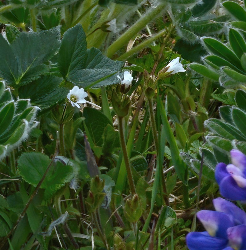 Cerastium beeringianum subsp. beeringianum photo 6