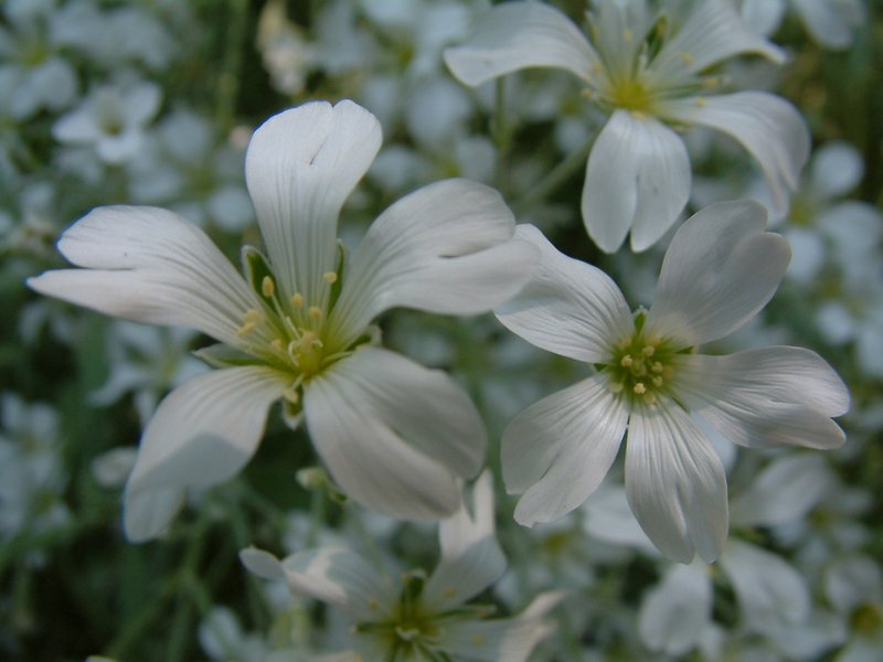 Boreal Chickweed