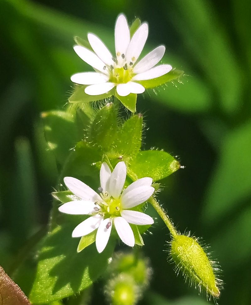 Gray Chickweed photo 2