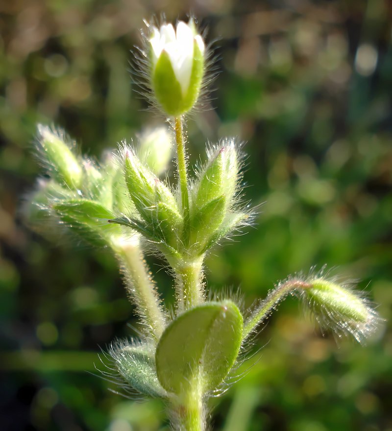 Gray Chickweed