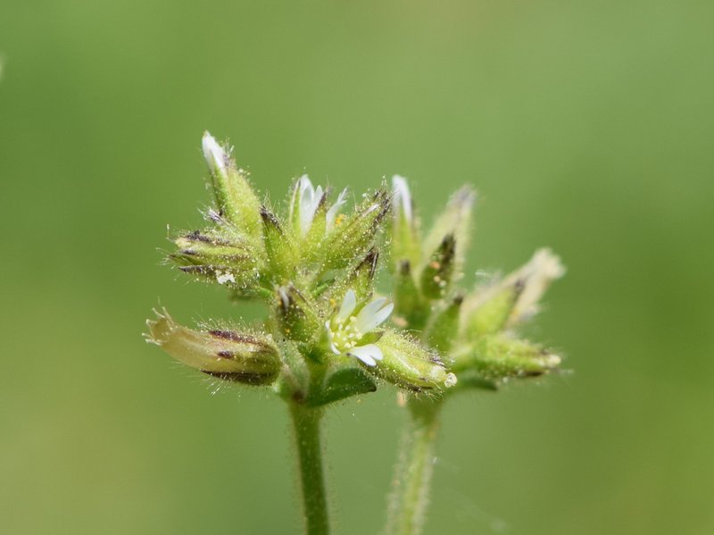 Gray Chickweed photo 3