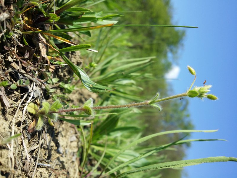 Gray Chickweed photo 4