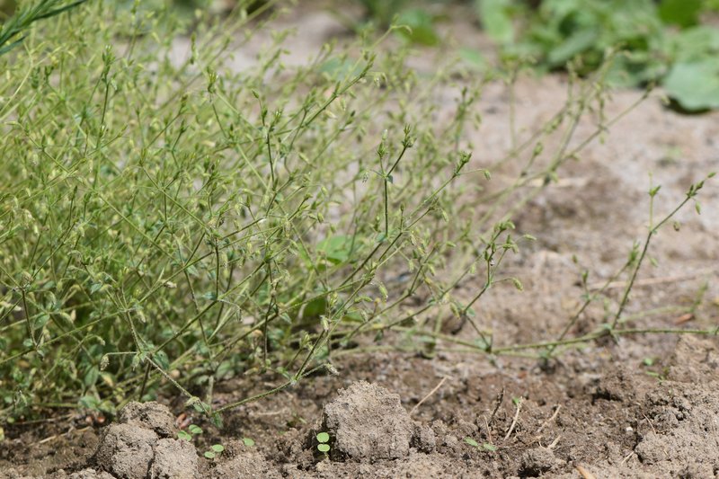 Gray Chickweed photo 5