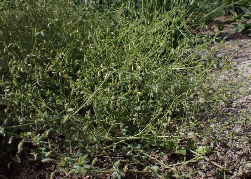Gray Chickweed photo 6