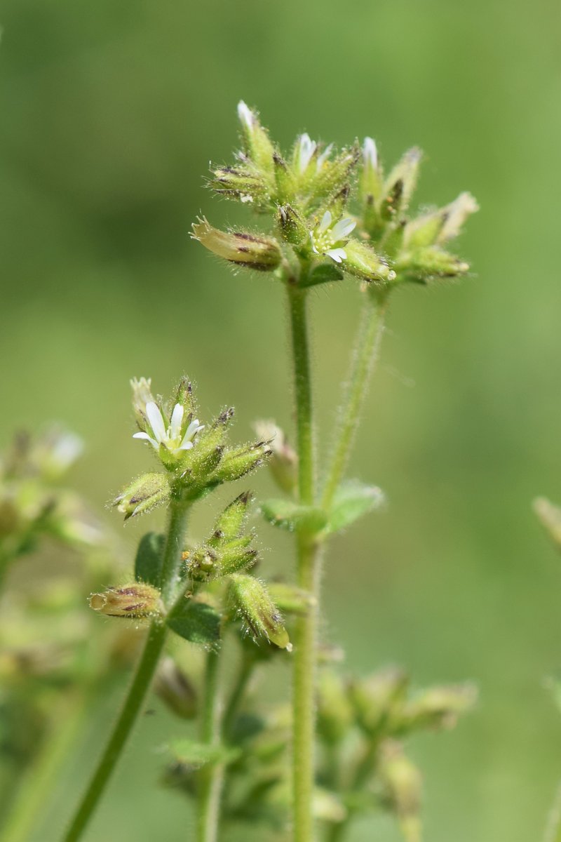 Gray Chickweed photo 7