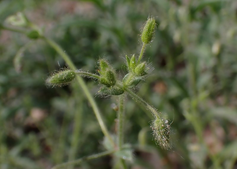 Gray Chickweed photo 8