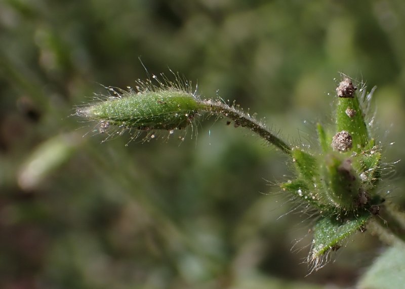 Gray Chickweed photo 9