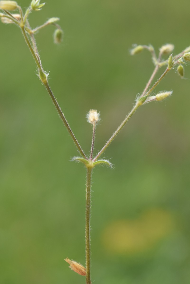 Cerastium brachypetalum subsp. brachypetalum
