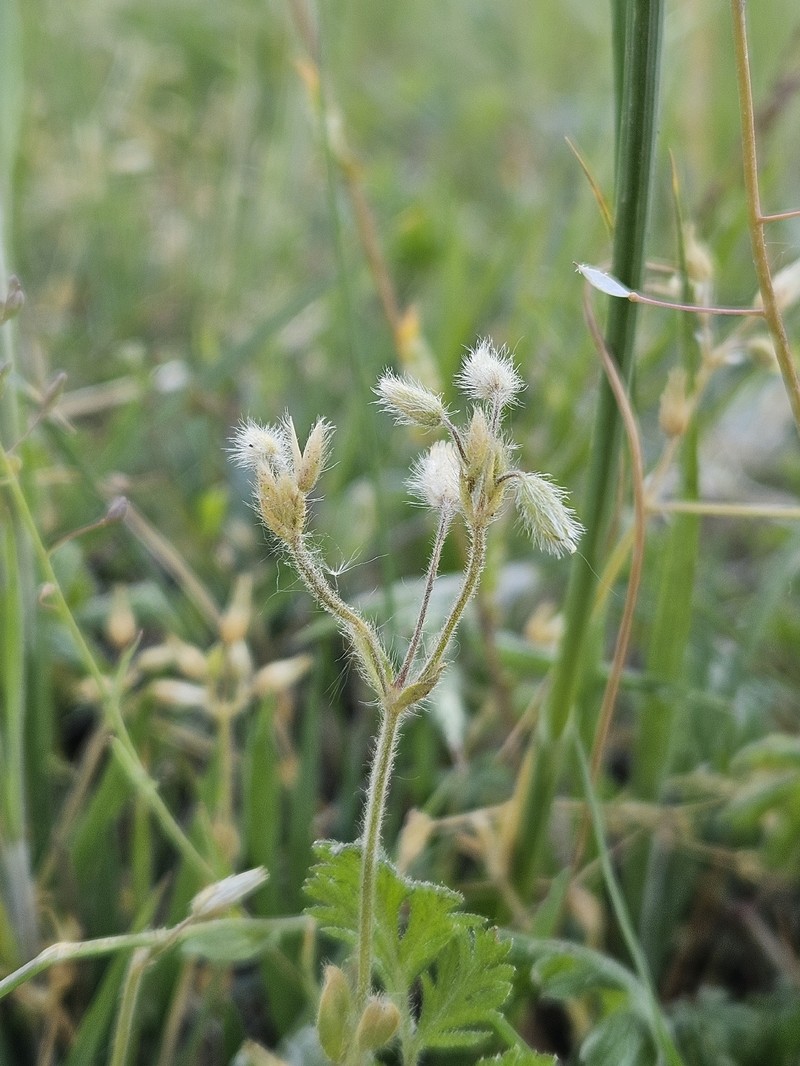 Cerastium brachypetalum subsp. brachypetalum photo 2