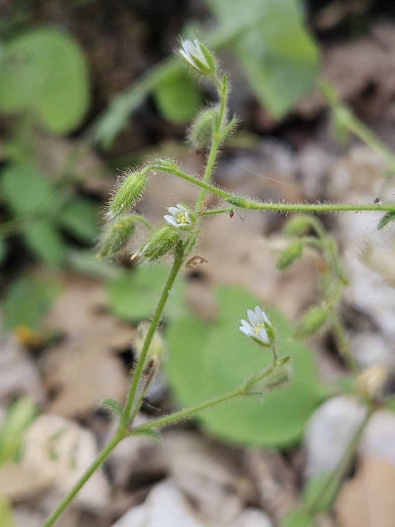 Cerastium brachypetalum subsp. brachypetalum photo 3