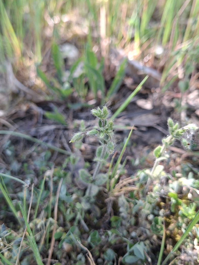 Cerastium brachypetalum subsp. brachypetalum photo 4