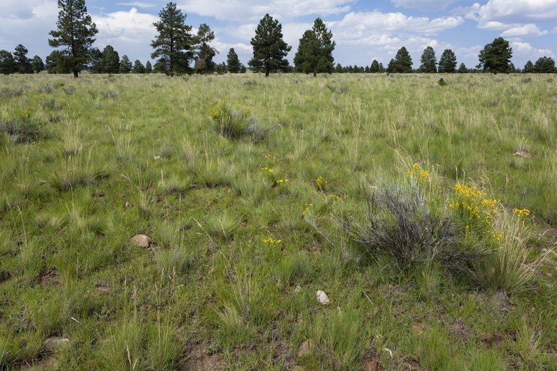 Shortstalk Chickweed