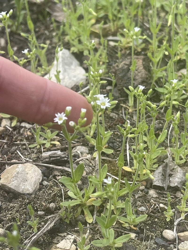Shortstalk Chickweed