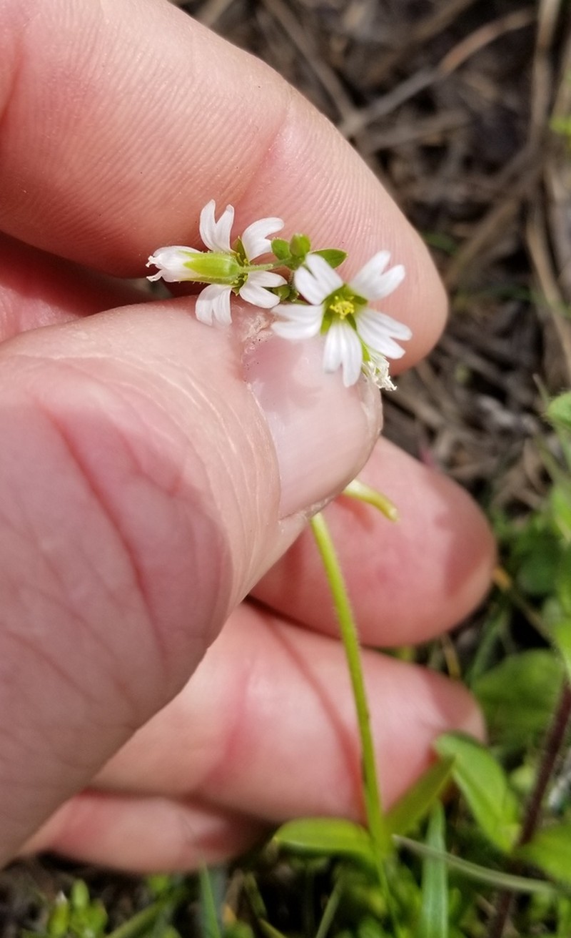 Shortstalk Chickweed photo 2
