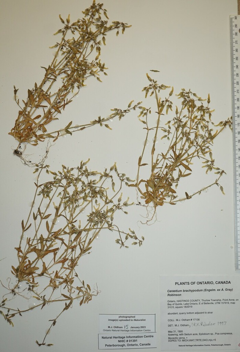 Shortstalk Chickweed photo 3