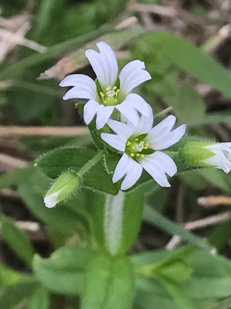 Shortstalk Chickweed photo 4