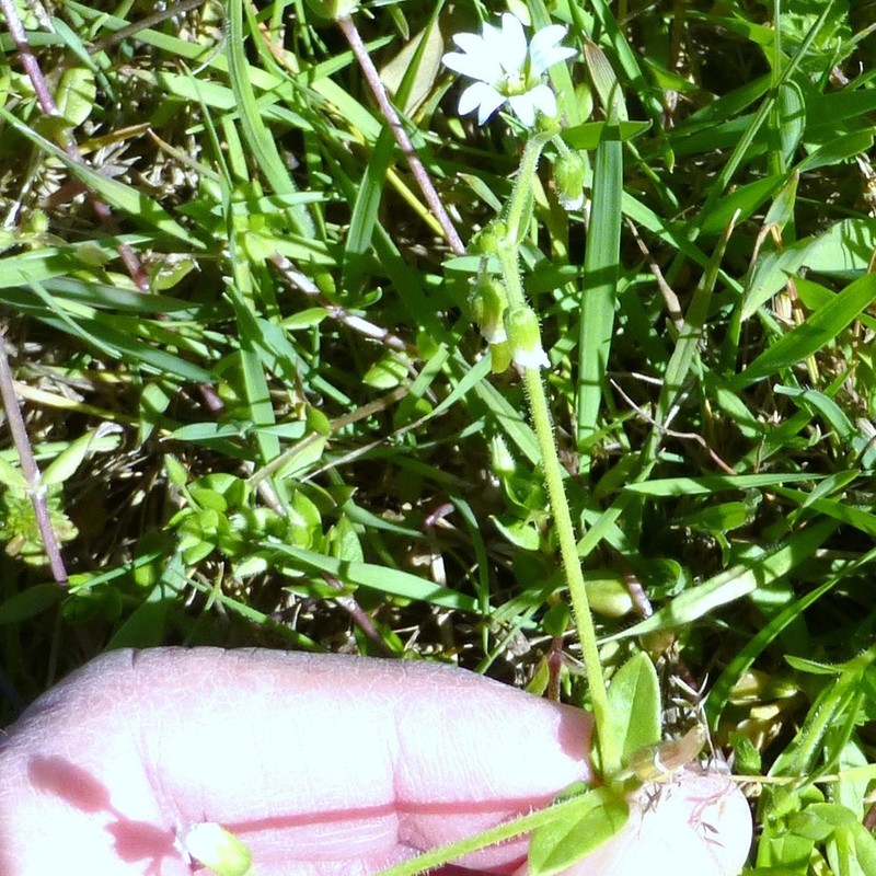 Shortstalk Chickweed photo 5